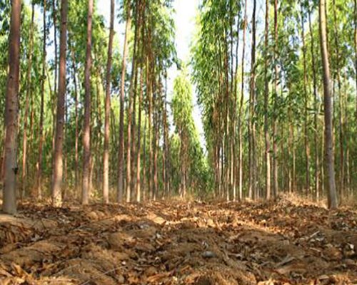 Hardwood Fibre Requirements of the Indian Pulp and Paper Industry