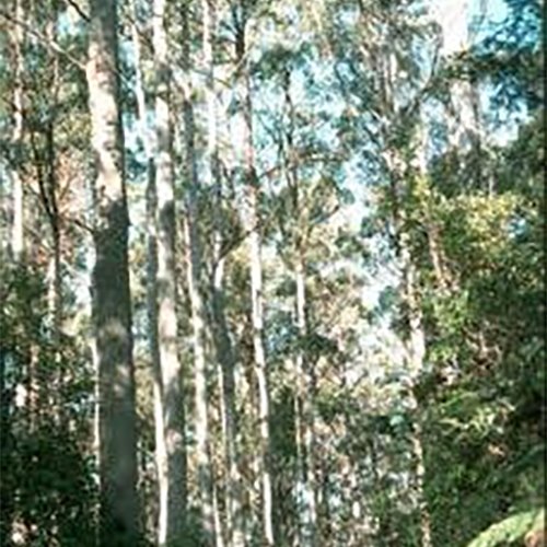 Strengthening the Commercial Forestry Relationships Between Australia and China