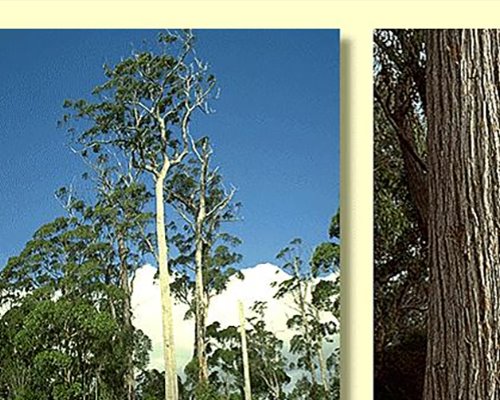 Plantation Eucalypt Species for Solid Wood Products – A Profile of Eucalyptus Muelleriana